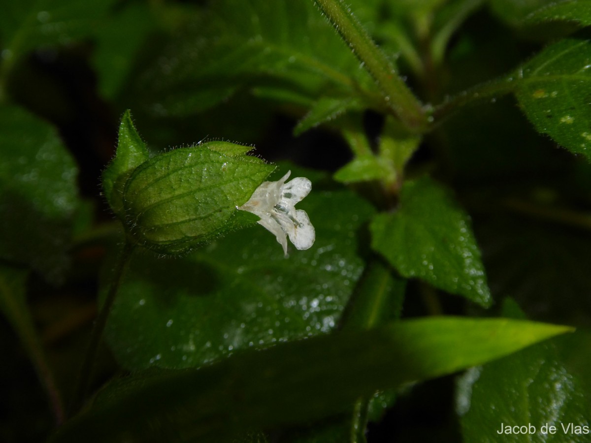 Lepidagathis fasciculata (Retz.) Nees